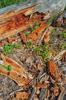 Rotten tree trunk decomposing on the ground