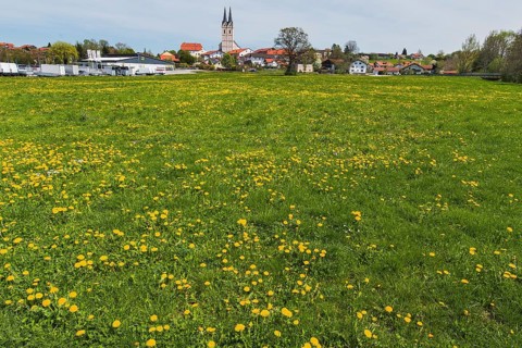 Spring meadow with ordinary Dandelion (Taraxacum sect. Ruderalia) near Tuntenhausen