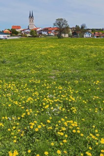 Spring meadow with ordinary Dandelion (Taraxacum sect. Ruderalia) near Tuntenhausen