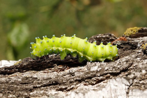 Large Emperor Moth (Saturnia pyri)