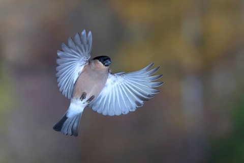 Eurasian bullfinch (Pyrrhula pyrrhula) Female in flight