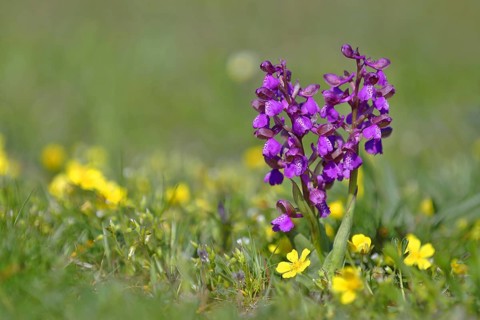 Green-winged orchid (Anacamptis morio) blooms in a meadow