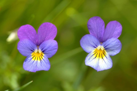 Heartsease (Viola tricolor)