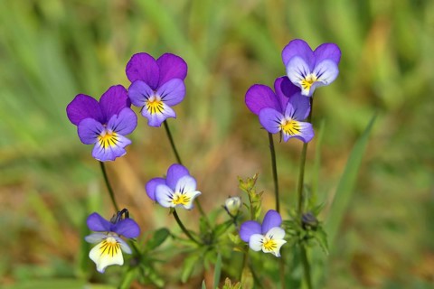 Heartsease (Viola tricolor)