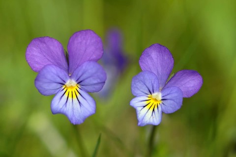 Heartsease (Viola tricolor)