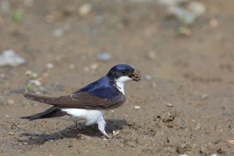 Maison Martin (Delichon urbicum)