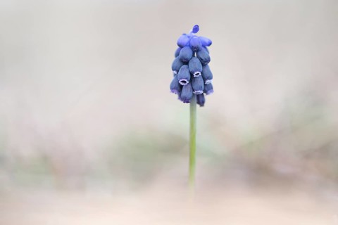 Grape Hyacinth (Muscari botryoides)