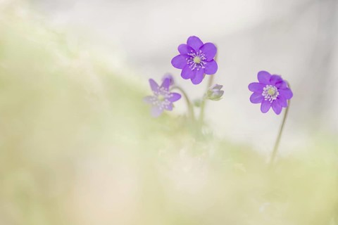 Ordinary Liverwort (Hepatica nobilis)