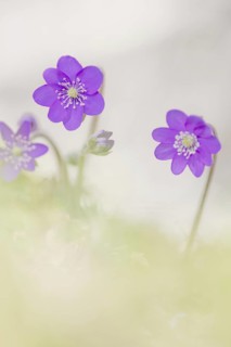 Ordinary Liverwort (Hepatica nobilis)