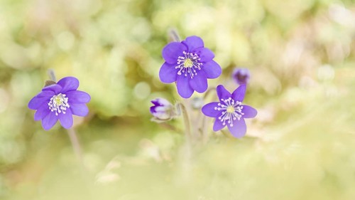 Ordinary Liverwort (Hepatica nobilis)