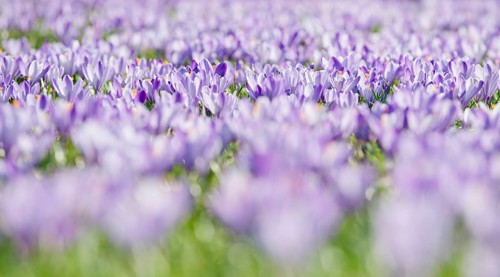Sea of flowers with purple woodland crocus (Crocus tommasinianus)
