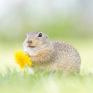 Suslik (Spermophilus citellus) eats Dandelion