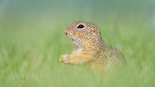 Suslik (Spermophilus citellus) in Wiese