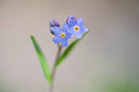 Wood forget-me-not (Myosotis sylvatica)