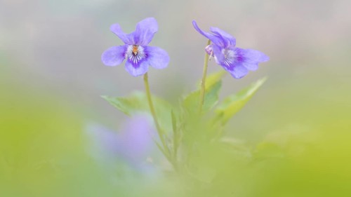 Early-dog violet (Viola reichenbachiana)