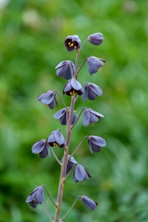 Fritillaria persica (Fritillaria persica)
