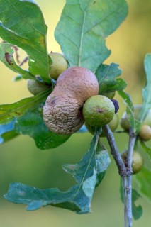 Several oak apples on a branch of an oak (Quercus)