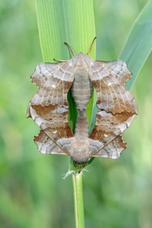 Poplar Hawk-moth (Laothoe populi)