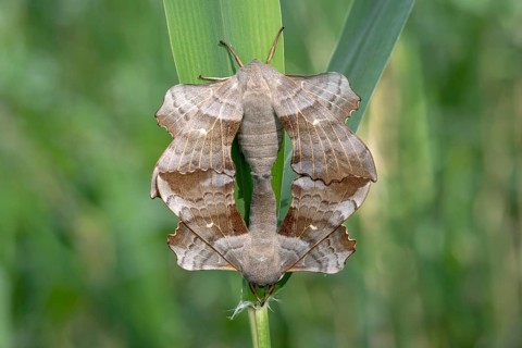 Poplar Hawk-moth (Laothoe populi)