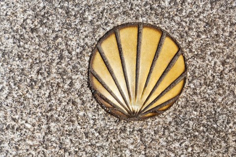 Figure of a Scallop in the asphalt