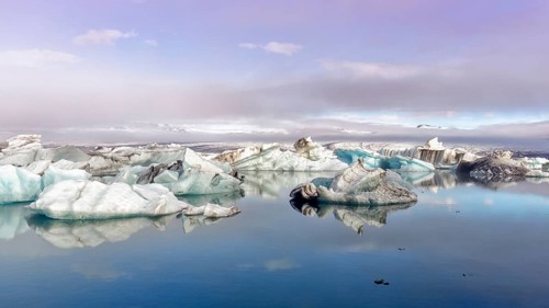Icebergs in the morning light