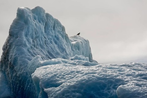 Gull on iceberg
