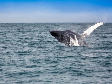 Jumping Humpback whale (Megaptera novaeangliae)