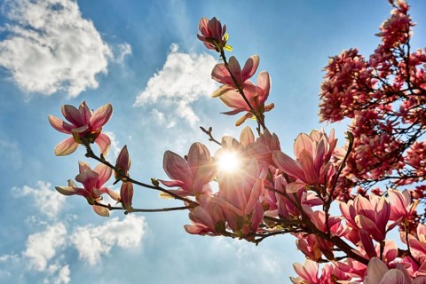 Flowering Chinese Magnolia (Magnolia x soulangeana)