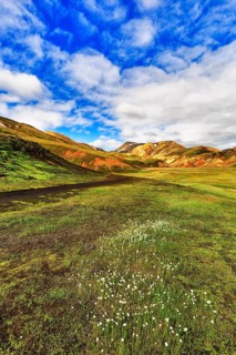 Swampy meadow with wool grass in the valley