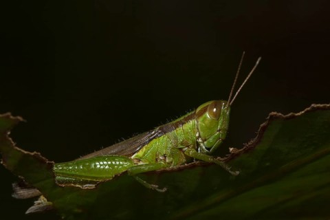 Slant-faced grasshopper (Gomphocerinae) sits on pitted leaf