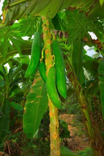 Long green Papaya (Carica papaya) at tree