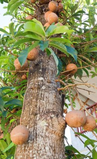 Cannonball Tree (Couroupita guianensis) with fruits