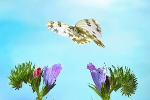 Eastern Bath White (Pontia edusa) in flight on common viper's head (Echium vulgare)