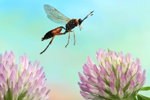 Slip wasp (Ichneumon sramentarius) in flight on flowers of red clover (Trifolium pratense)