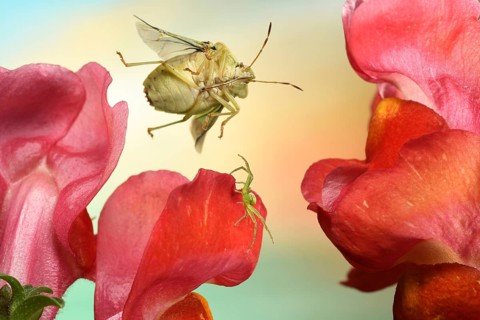 Green shield bug (Palomena prasina) in flight on lion's mouth on which a Diaea dorsata (Diaea dorsata) sits