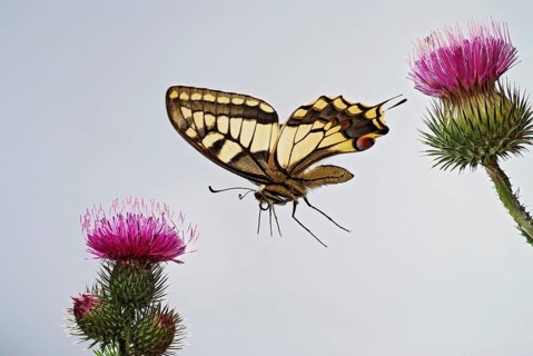 Swallowtail (Papilio machaon) in flight