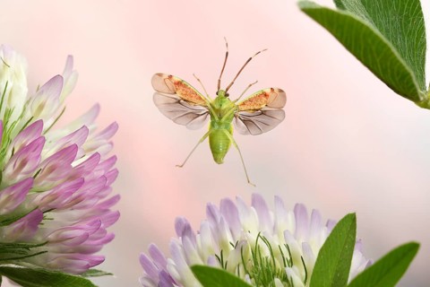 Pantilius tunicatus (Pantilius tunicatus) flies over blooming Red clover (Trifolium pratense)