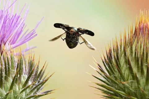 Cryptocephalus sericeus (Cryptocephalus sericeus) in flight on the flower of a scratch thistle (Cirsium vulgare)