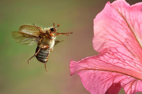 European June beetle (Amphimallon solstitiale) in flight on one of the flowers of a stock rose (Alcea rosea)