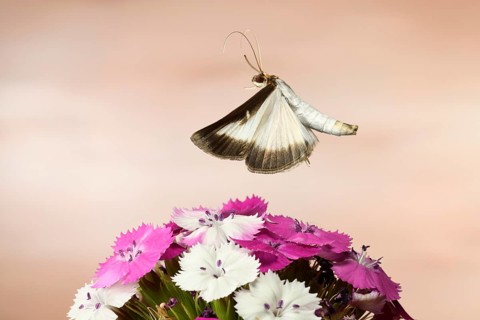 Box tree moth (Cydalima perspectalis) in flight on a Wood pink (Dianthus carthusianorum)
