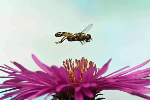 Thick-legged hoverfly (Syritta pipiens) in flight on the flower of a New England aster (Symphyotrichum novae-angliae)