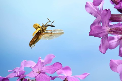 Lixus pulverulentus (Lixus angustatus) in flight on lilac flowers (Syringa vulgaris)