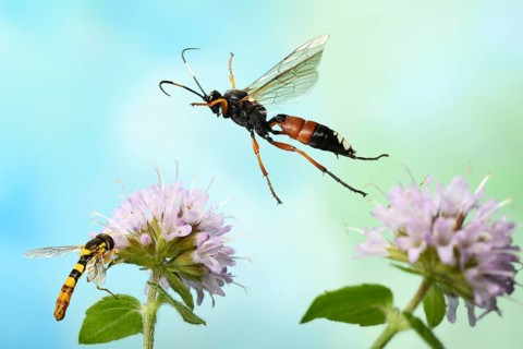 Slip wasp (Ichneumon sramentarius) in flight on the flower of a Water mint (Mentha aquatica) on which a Long hoverfly (Sphaerophoria scripta) is sitting