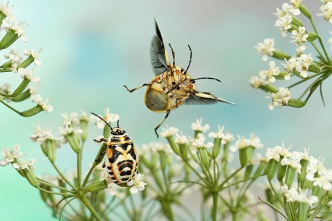 Eurydema ornata (Eurydema ornata) flying on a white umbel flower with bug larva