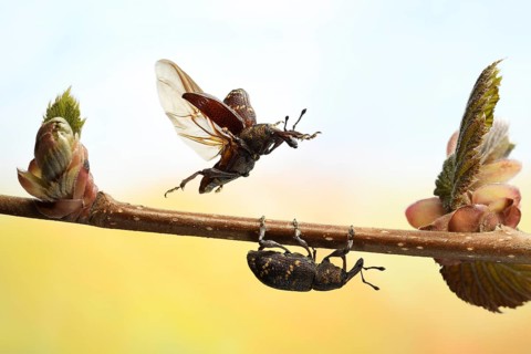 Large pine weevil (Hylobius abietis) in flight on the shoots of a hazelnut branch