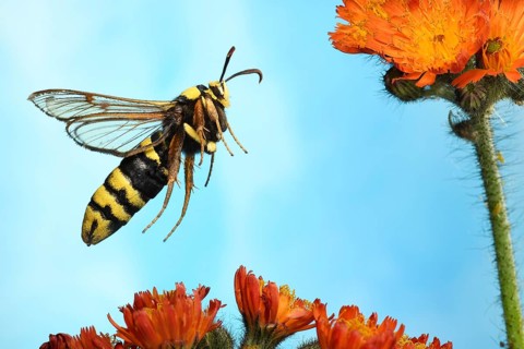 Hornet Moth (Sesia apiformis) in flight on the flowers of Fox-and-cubs (Hieracium aurantiacum)