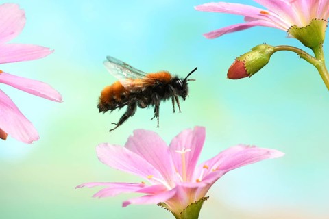 Tawny mining bee (Andrena fulva) in flight on the flower of Lewisia (Lewisia)