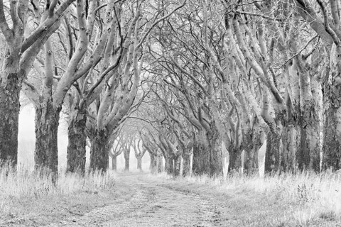 Field path through bare avenue in autumn