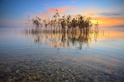 Reeds reflected in the Lake Geiseltalsee at sunrise
