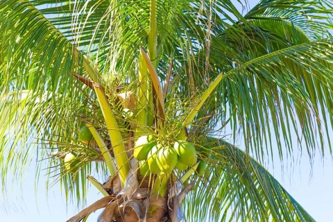 Coconut palm (Cocos nucifera) with green coconuts